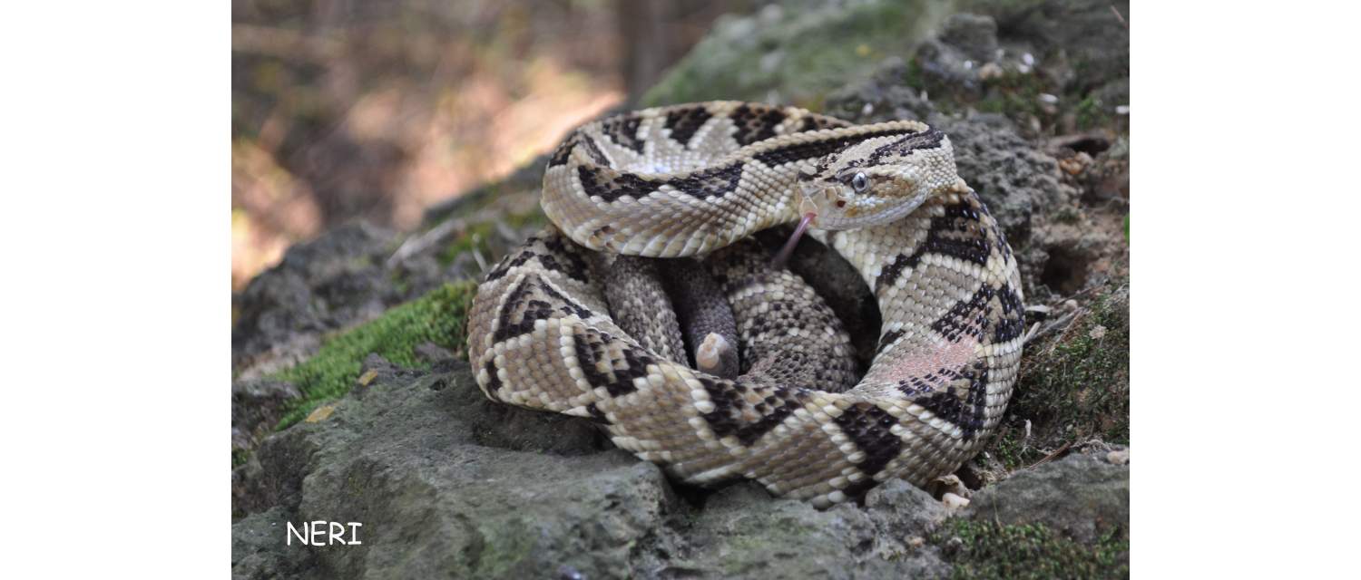 Crotalus simus (Latreille, 1801)