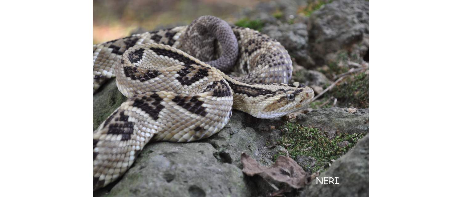 Crotalus simus (Latreille, 1801)