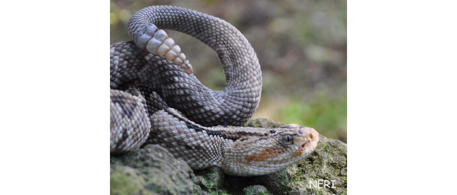 Crotalus simus (Latreille, 1801)