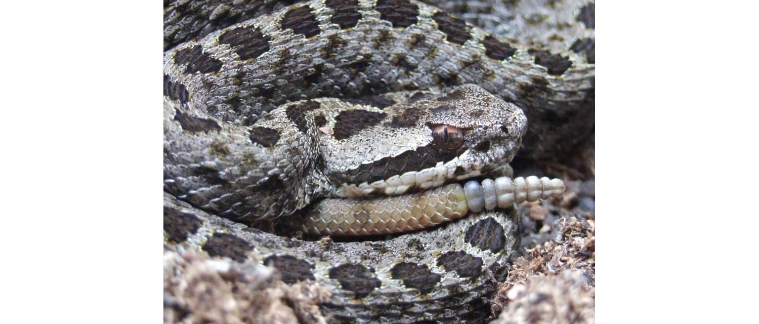 Crotalus triseriatus (Wagler, 1830)