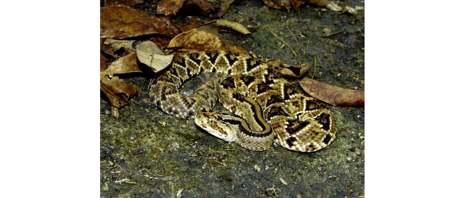 Crotalus tzabcan (Klauber, 1952)