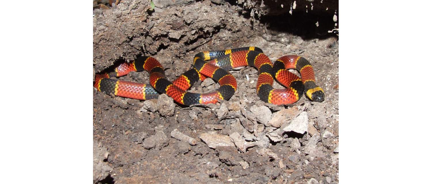 Micrurus browni (Schmidt y Smith, 1943)