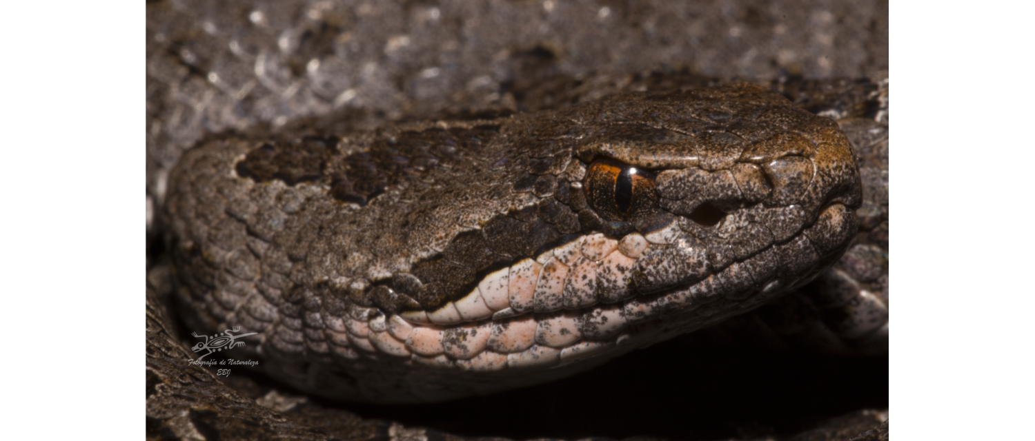 Crotalus triseriatus (Wagler, 1830)