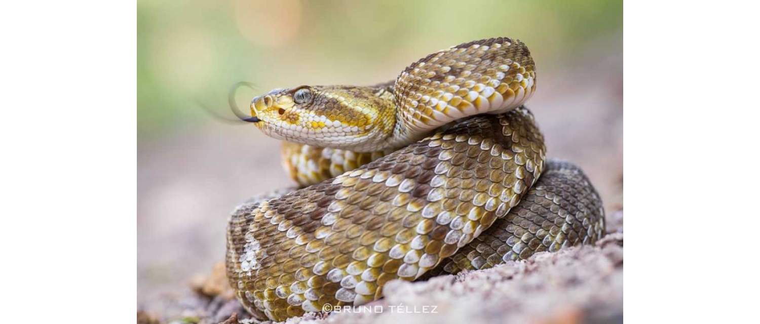 Crotalus basiliscus 