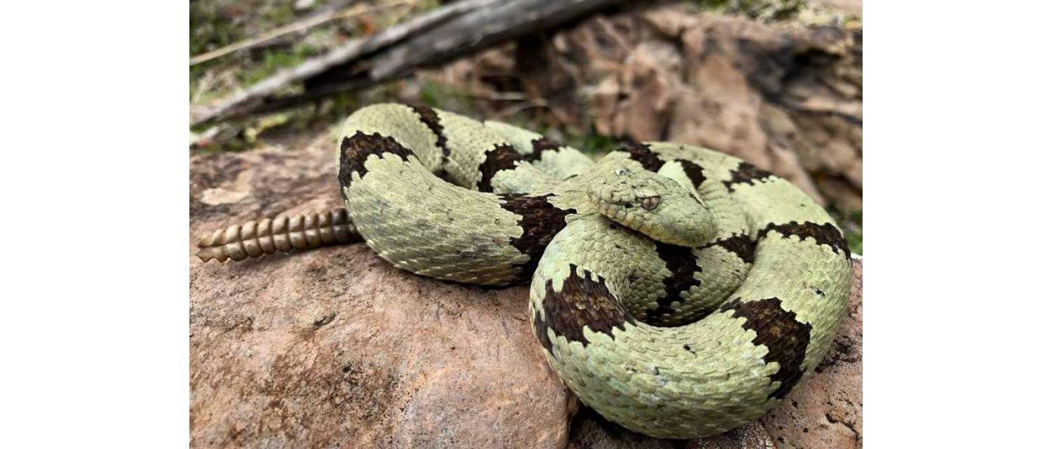 Crotalus lepidus 