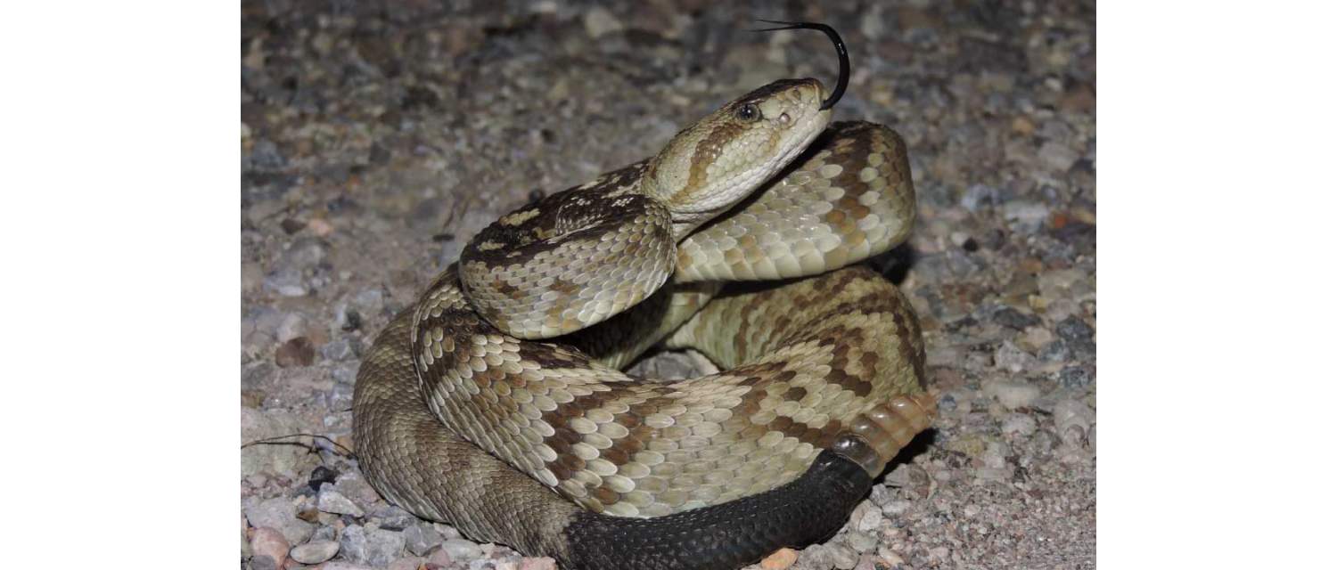 Crotalus ornatus 