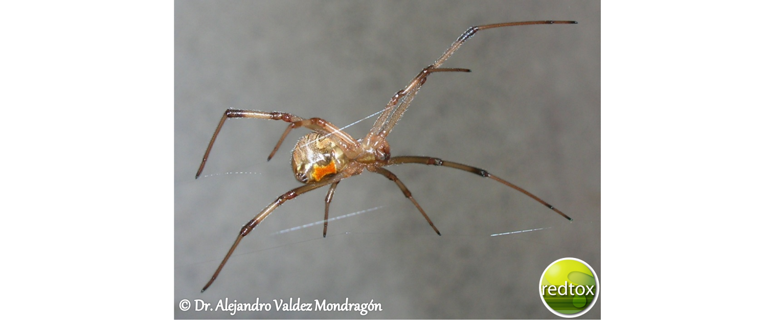 Latrodectus geometricus