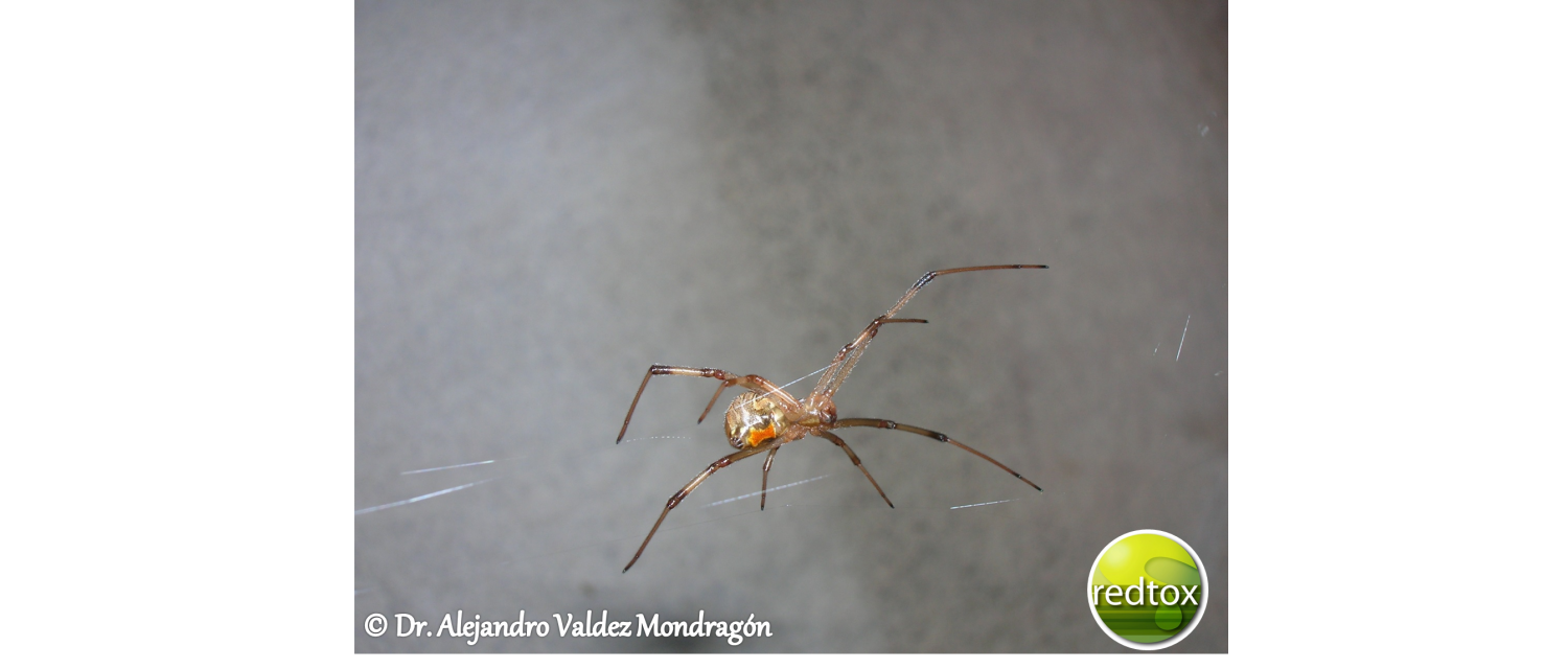 Latrodectus geometricus