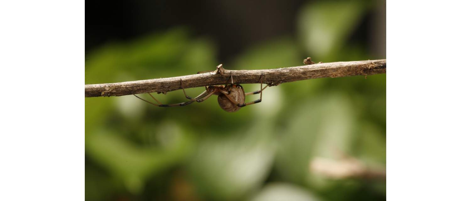 Latrodectus geometricus