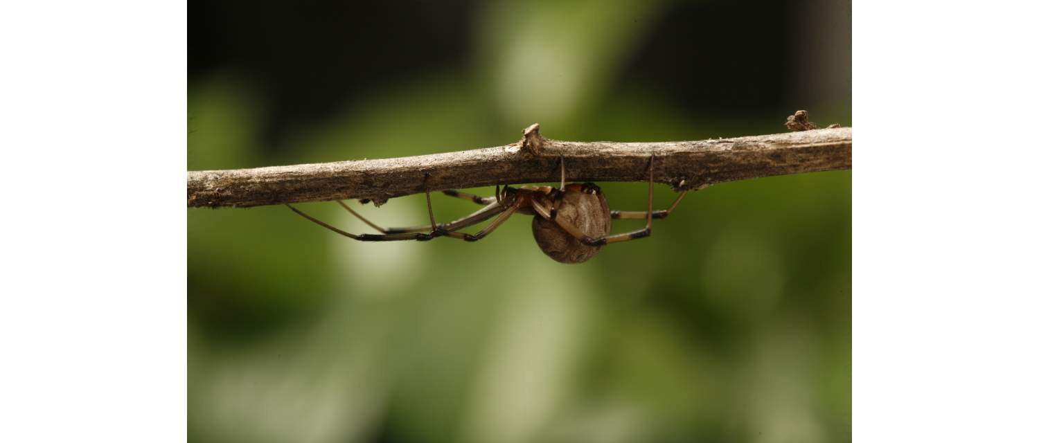 Latrodectus geometricus