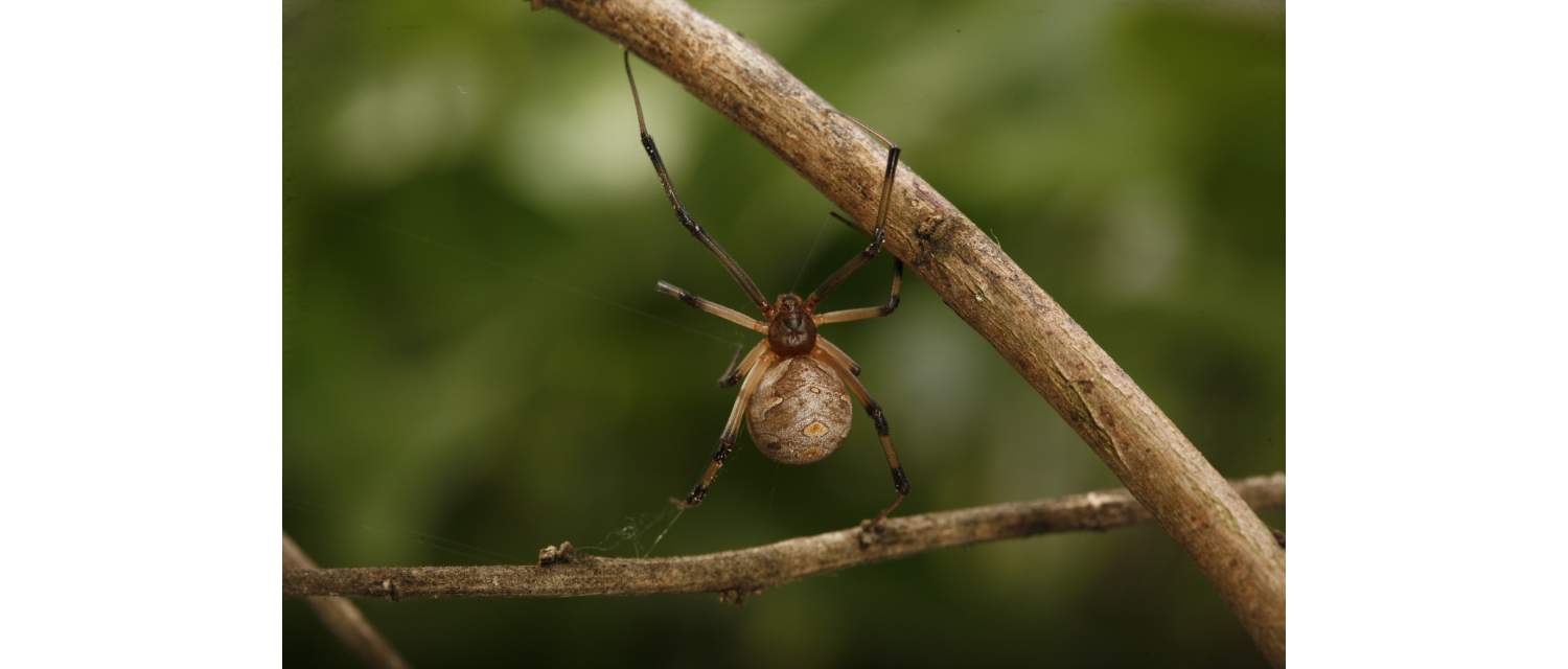 Latrodectus geometricus