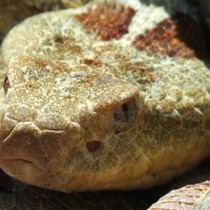 Crotalus aquilus (Klauber 1952)