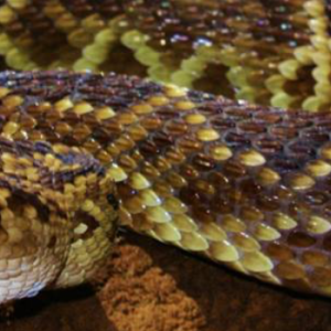 Crotalus molossus  (Baird y Girard)