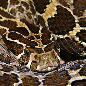 Crotalus polystictus (Cope, 1865)