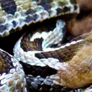 Crotalus ravus (Cope, 1865) 