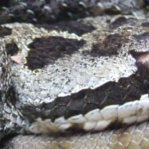 Crotalus triseriatus (Wagler, 1830)